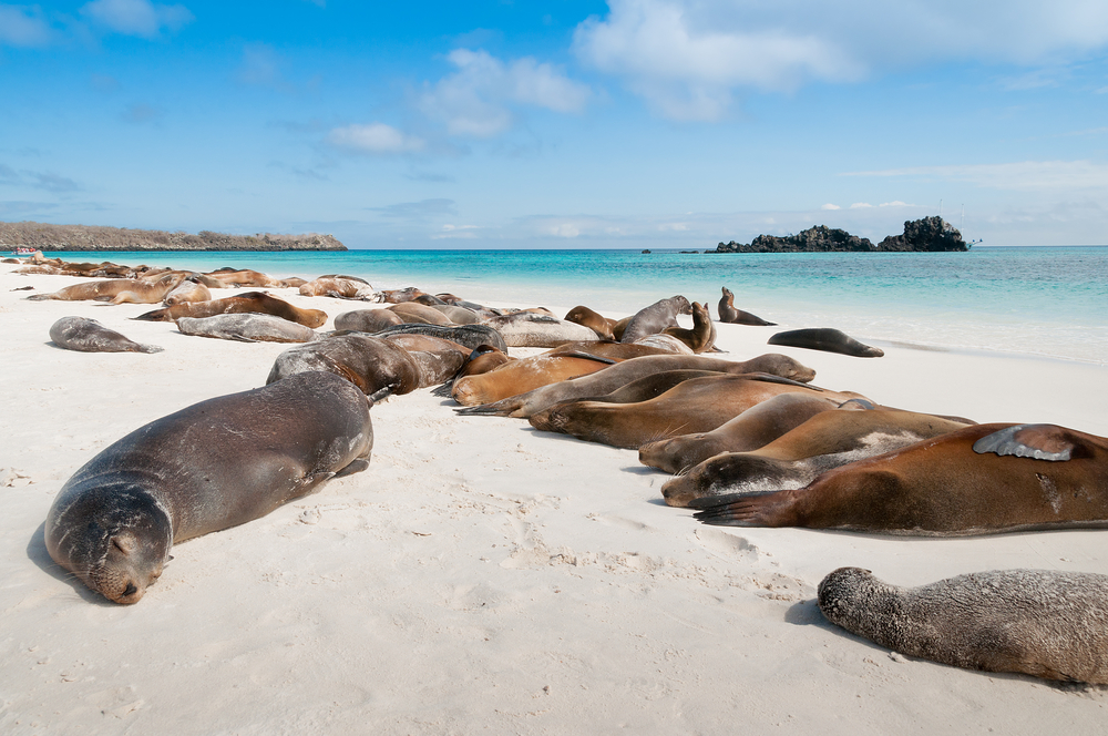 Legwany morskie, które żyją tylko na Galapagos. 
